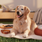 Honden