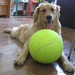 Collection image for: Honden Spelen