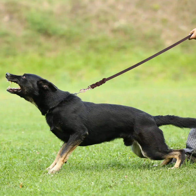 Gevlochten Leren Hondenlijn | Duurzaam en Stijlvol | Zilverbruin, Zilverzwart, Koperbruin, Koperzwart | 120CM tot 260CM