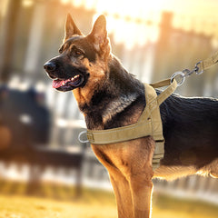 Collection image for: honden-halsbanden-harnassen