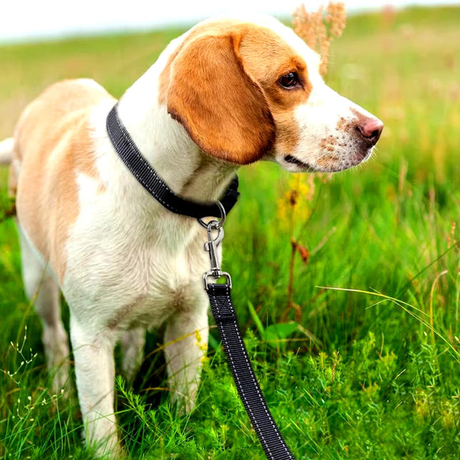 Veilige Reflecterende Riem met Comfortabele Handgreep voor Honden | Duurzaam Polyester | Geschikt voor Alle Weersomstandigheden