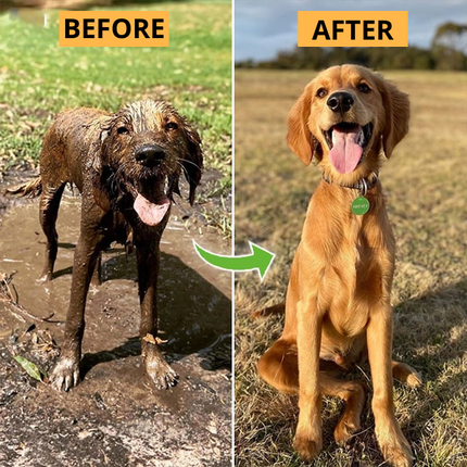StressFree Hondendouche™ | Gemakkelijke en Efficiënte Reiniging voor Jouw Hond | Zachte Waterstraal en Shampoedispenser | Ideaal voor Alle Hondenmaten
