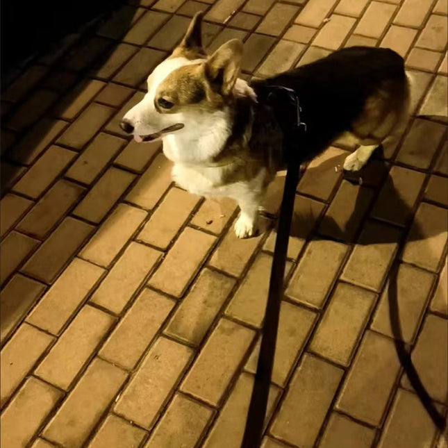 Nylon Hondenlijn Met Stevige Greep | Meerdere Lengteopties | Geschikt Voor Kleine Tot Grote Honden