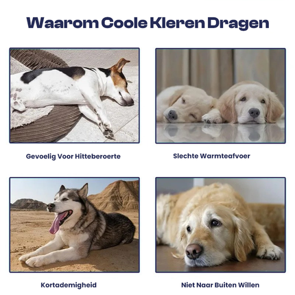 Honden Koelvest | Meerlaags Ontwerp | Verstelbare Pasvorm | Reflecterend | Bescherming Tegen Oververhitting | Oxford Koeldoek | Hemelsblauw/Grijs | Maten S-XL