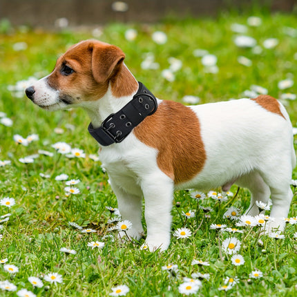 Verstelbare hondenhalsband van sterk nylon | Geschikt voor grote honden | Duurzaam, comfortabele pasvorm en stevige gespsluiting | Maten M, L, XL
