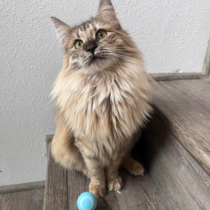 Aimee | Zelfrollend Speelgoedballetje voor Katten | Oplaadbaar Met LED-lichtjes | Veilig en Duurzaam
