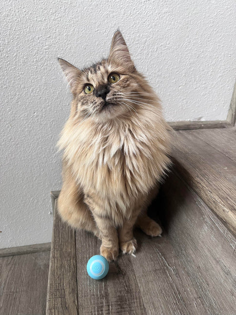 Aimee | Zelfrollend Speelgoedballetje voor Katten | Oplaadbaar Met LED-lichtjes | Veilig en Duurzaam