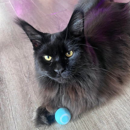 Aimee | Zelfrollend Speelgoedballetje voor Katten | Oplaadbaar Met LED-lichtjes | Veilig en Duurzaam