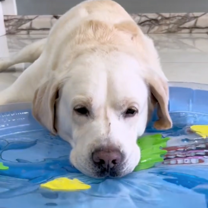 AquaPlay Koelmat voor Huisdieren