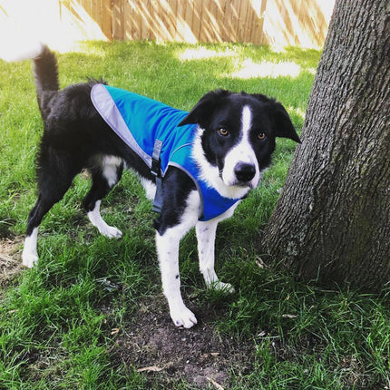 Verkoelend Hondenvest | Verstelbaar & Reflecterend | Hond Hittebescherming | Comfortabel Ademend Mesh | Harnasvriendelijk | Blauw & Regenboog | S-XXL