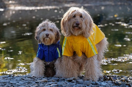 PupJoy Reflecterende Hondenregenjas met Capuchon | Waterdichte en Winddichte Hondjas | Verstelbare Pasvorm en Veiligheidsstrepen | Ideaal voor Nachtwandelingen