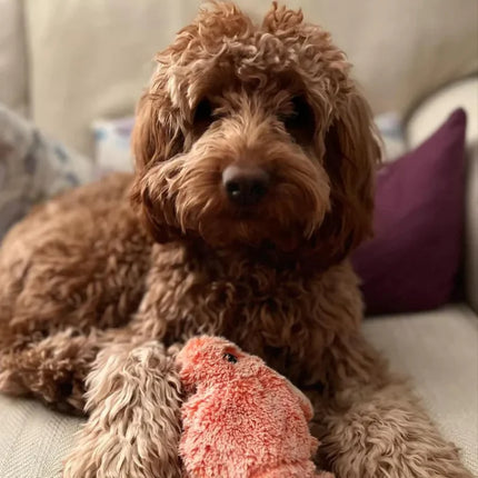 Bailey | Interactief Beweegbaar Hondenspeeltje met Beweging Sensor | Duurzaam en Veilig Speelgoed | Stimuleert Jachtinstinct en Fysieke Activiteit | Anti-Verveling Speelgoed voor Honden