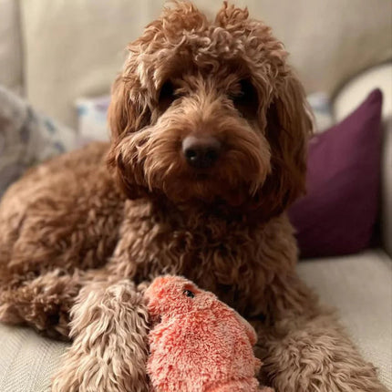 Interactief Speelgoed Kreeft | Mentale Stimulatie voor Honden | Onvoorspelbare Bewegingspatronen | Angstreductie en Lichamelijke Activiteit | Houdt Honden Urenlang Vermaakt | Voorkomt Destructief Kauwen | Piepend Plezier voor Actieve Honden