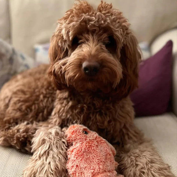 Interactief Speelgoed Kreeft | Mentale Stimulatie voor Honden | Onvoorspelbare Bewegingspatronen | Angstreductie en Lichamelijke Activiteit | Houdt Honden Urenlang Vermaakt | Voorkomt Destructief Kauwen | Piepend Plezier voor Actieve Honden