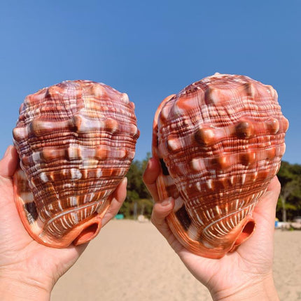 AquaTreasure Aquarium Ornaments | Stylish Underwater Landscape | Natural Material Decor | Home Decor