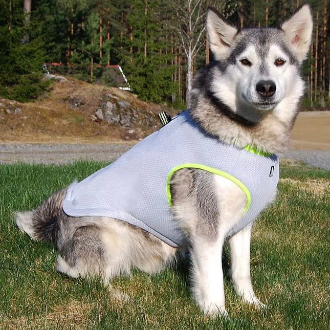 Verstelbaar Hondenvest | Ademend Mesh en Absorberend Katoen | Voor Elk Seizoen | Harnasfunctie | Comfortabel en Milieuvriendelijk