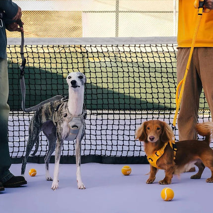 Correa ReflectaWalk | Correa duradera de doble cara para perros grandes