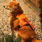 Oranje