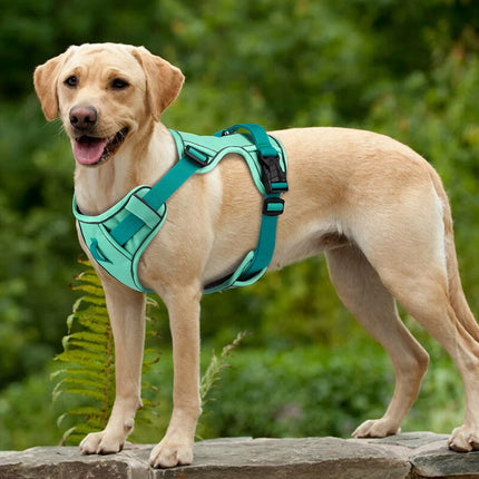 Didog Hondentuig Ademend Mesh Nylon | Reflecterend Duurzaam Verstelbaar | Roze/Oranje/Blauw | Geschikt voor Kleine Middelgrote Grote Honden | Voor Training en Wandelen | Alle Seizoenen