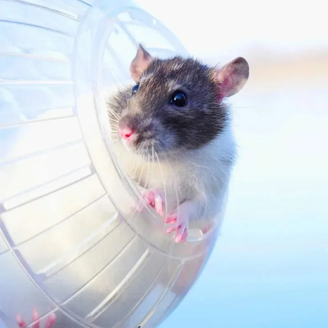 MOONBIFFY Hamster Rennende Bal | Transparant Ademend Ontwerp | Kleine Dieren Fitness Toy | Loopwiel