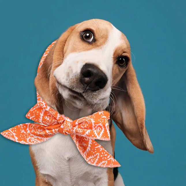 Verstelbare Koelsjaal voor Huisdieren | Herbruikbare Gelpacks | Lichtgewicht & Comfortabel | Zomer Koelaccessoire voor Katten & Honden | Verkrijgbaar in Meerdere Kleuren