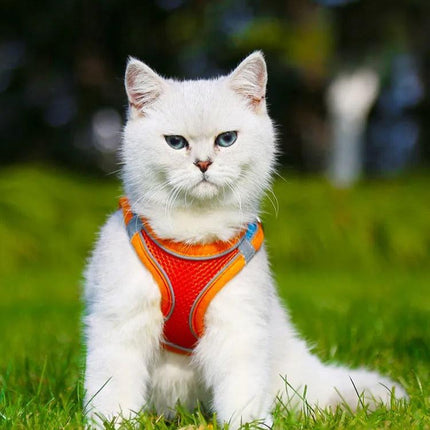 SafePaws™ Comfortabel Katten Harnas | Ontsnappingsbestendig | Zacht Katoen | Verstelbare Bandjes | Veilig voor Buitenavonturen