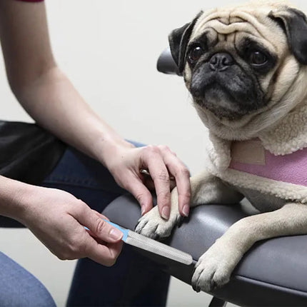 Roestvrijstalen Klauwverzorgingstool voor Huisdieren | Driekleurig Vijlsysteem voor Veilige Nagelverzorging | Geschikt voor Katten en Honden van Alle Groottes