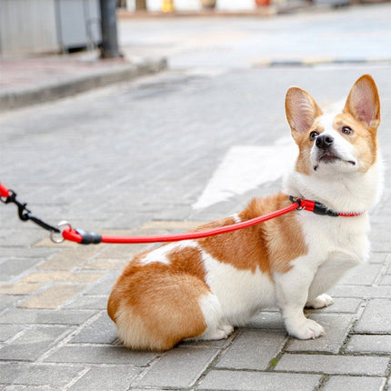 Nylon Verstelbare Halsband Voor Honden | Training en Wandelen | Hoogwaardige Veiligheidssluiting | Comfortabele Pasvorm | Geschikt Voor Alle Maten & Rassen | Rood, Blauw, Zwart of Oranje