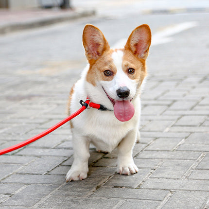 Nylon Verstelbare Halsband Voor Honden | Training en Wandelen | Hoogwaardige Veiligheidssluiting | Comfortabele Pasvorm | Geschikt Voor Alle Maten & Rassen | Rood, Blauw, Zwart of Oranje