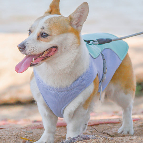 Lichtgewicht Verkoelend Hondenjasje | UV-Bescherming | Verstelbaar en Wasbaar | Blauw/Groen/Roze