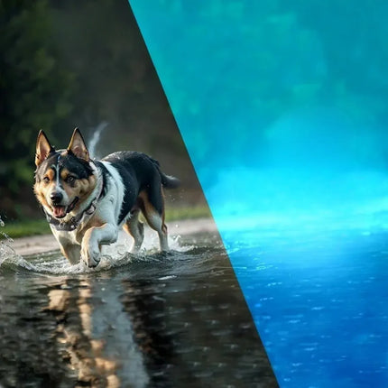 TrainPro | Collar de adiestramiento ergonómico con control remoto | Apto para perros | 3 modos | Resistente al agua | Alcance de 400 m | Para perros de 4 a 50 kg | Para un mejor adiestramiento y obediencia | Comunicación clara