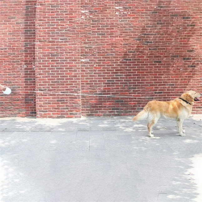 Intrekbare Leiband voor Honden | Pastelkleuren | 3M/5M Lengte | Duurzaam Nylon voor Kleine en Middelgrote Honden | Comfortabel Handvat en Eén-Hand Bedieningssysteem