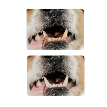Rubberen Kauwspeeltje voor Honden | Tandenborstelfunctie | Met Traktatiehouder | Voor Schone Tanden en Gezond Tandvlees | Rood | 15 cm