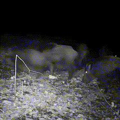 Cámara WildView | Foto de 16 MP y vídeo 1080p | Visión nocturna invisible | Sensor de movimiento | 38 LED | Resistente a la intemperie IP66 | Pantalla de 2,0 pulgadas