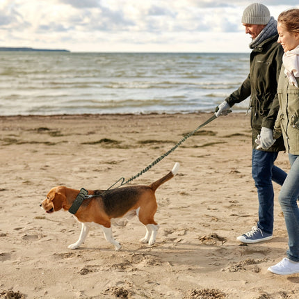 Verstelbare hondenhalsband van sterk nylon | Geschikt voor grote honden | Duurzaam, comfortabele pasvorm en stevige gespsluiting | Maten M, L, XL