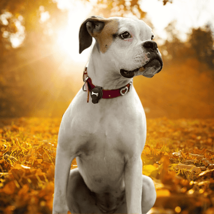 FurryFinder GPS tracker voor huisdieren | Realtime locatiebepaling | Lange batterijduur | Eenvoudige bediening via app | Veiligheid voor honden en katten