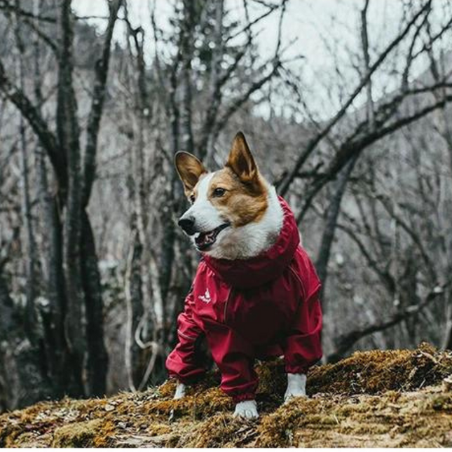 PawsGuard winter jumpsuit hond | Waterdicht hondenpak met reflecterende strips | Verstelbare warme honden overall voor optimale zichtbaarheid en comfort tijdens koude dagen
