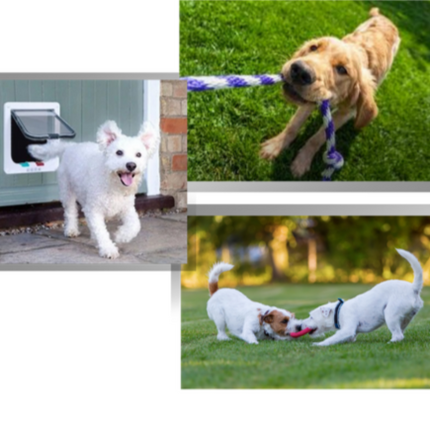 PawsWay Vrijheid Kattenluik met 4 Vergrendelmodi | Veilig en Duurzaam Kattenluik voor Binnen- en Buitendeuren | Eenvoudig te Installeren | Houd Ongewenste Dieren Buiten