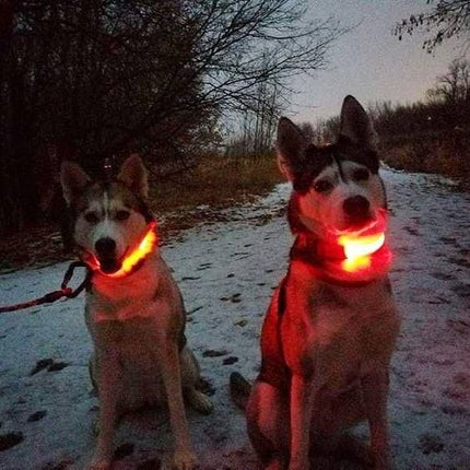 LED-halsband hond | Verhoogde zichtbaarheid in het donker | Meerdere en | Oplaadbaar | Duurzaam en waterbestendig | Geschikt voor alle hondenmaten