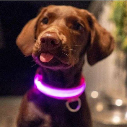 LED-halsband hond | Verhoogde zichtbaarheid in het donker | Meerdere en | Oplaadbaar | Duurzaam en waterbestendig | Geschikt voor alle hondenmaten