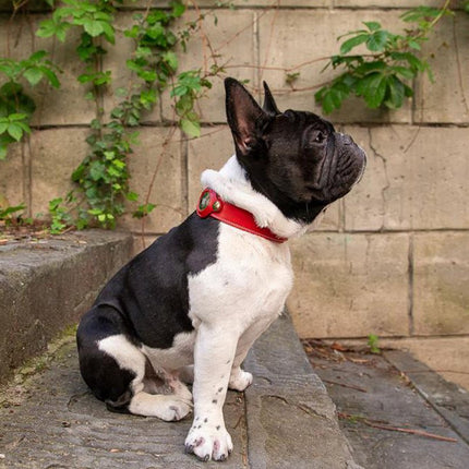 1+1 Gratis Premium AirTag Lederhalsband voor Honden - Waterdicht, Verstelbaar en Veilig