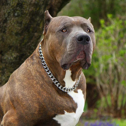 Obroża dla psa ze stali nierdzewnej | Wzór kubański | Wysoka jakość | Szybkie zapięcie | Idealna na spacery i trening | Wygodna | Luksusowa i wytrzymała | Odpowiednia dla wszystkich psów