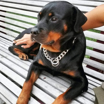 Obroża dla psa ze stali nierdzewnej | Wzór kubański | Wysoka jakość | Szybkie zapięcie | Idealna na spacery i trening | Wygodna | Luksusowa i wytrzymała | Odpowiednia dla wszystkich psów