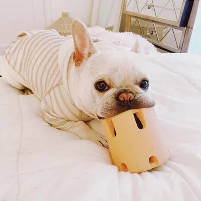 Interactief Apporteer & Kauwspeeltje voor Honden | Duurzaam & Kauwbestendig | Inclusief Tennisbalhouder | Huisdiervriendelijk & Niet-Giftig | Mentale & Fysieke Stimulatie