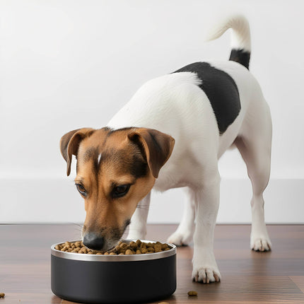 SteadiBowl | Miska na karmę dla psa ze stali nierdzewnej | Antypoślizgowa | Zapobiega przesuwaniu się | Trwała | Łatwa do czyszczenia