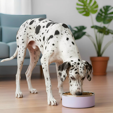 SteadiBowl | Miska na karmę dla psa ze stali nierdzewnej | Antypoślizgowa | Zapobiega przesuwaniu się | Trwała | Łatwa do czyszczenia